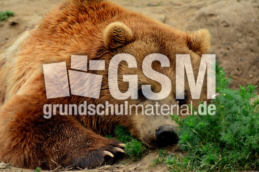 Braunbär_1 (10).jpg